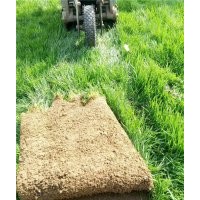 河北草坪報(bào)價(jià)