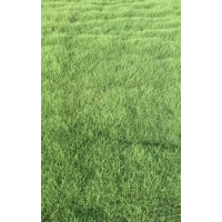 供應(yīng)馬尼拉、百慕大、百慕大黑麥草混播草坪、果嶺草