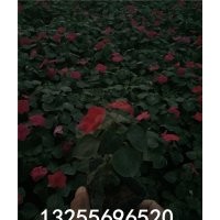 非洲風(fēng)仙品種大全 供應(yīng)非洲風(fēng)仙非洲風(fēng)仙價(jià)格 非洲風(fēng)仙價(jià)格