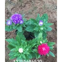 翠菊有幾個(gè)顏色 翠菊品種大全翠菊價(jià)格 翠菊批發(fā) 翠菊照片