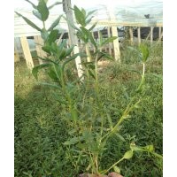 千屈菜價(jià)格 千屈菜花期 山東千屈菜批發(fā) 供應(yīng)千屈菜 千屈菜品種