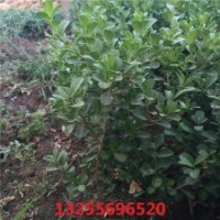 黃楊圖片 黃楊批發(fā) 黃楊價格 供應(yīng)黃楊 青州批發(fā)黃楊基地