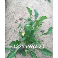 供應(yīng)大濱菊 大濱菊批發(fā) 大濱菊價(jià)格 大濱菊?qǐng)D片 大濱菊品種大全