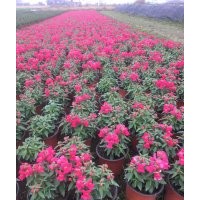 供應(yīng)盆花：金魚(yú)草 南非萬(wàn)壽菊