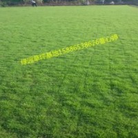 熱銷【馬尼拉草坪】【馬尼拉草卷】