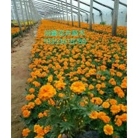 春季草花，宿根、地被類