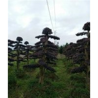 紅花繼木樁價格|紅花繼木樁|萬達(dá)苗圃(查看)