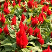 一支筆雞冠花供應(yīng)，一支筆出售，優(yōu)質(zhì)一支筆基地