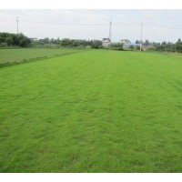 供應(yīng)虎皮草、馬尼拉、天堂、四季青、高羊茅等各式草坪