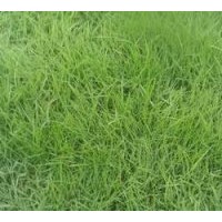 河南早熟禾鄢陵早熟禾伍子早熟禾早熟禾價格