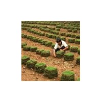 大量低價(jià)銷售馬尼拉草皮