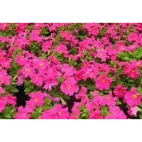 供應(yīng)垂釣牽牛