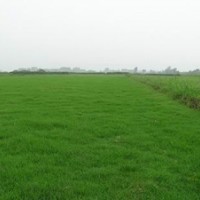 供應黑麥草混播草坪，綠化草坪