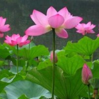 荷花 荷花子,荷花苗,荷花