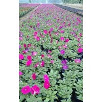 海棠花、一串紅、矮牽牛、孔雀草