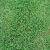 句容批發(fā)優(yōu)質(zhì)百慕大草坪