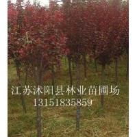 本場(chǎng)常年供應(yīng)：佛甲草、紅葉小檗、金葉女貞