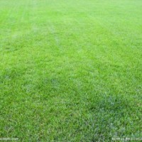 成安草坪-大名草坪-涉縣草坪