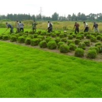 句容草坪直銷處批發(fā)優(yōu)質(zhì)百慕大草坪
