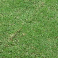 供應滁州草坪 常州草坪 南京草坪 句容草坪