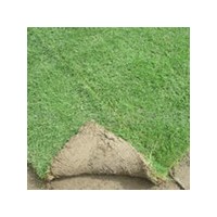 江西馬尼拉草皮