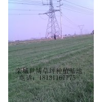 河北草坪 山東草坪 山西草坪