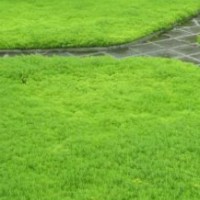 佛甲草屋頂綠化 四季常青 耐旱 耐寒