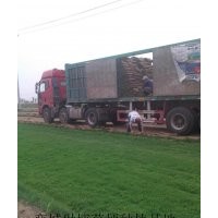 混播草坪、早熟禾草坪、冷季型草坪