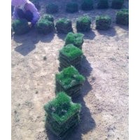 海南綠化草坪出售