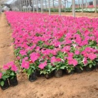 矮牽牛批發(fā) 山東矮牽牛價格 青州矮牽?；?/></a>
<div><a href=