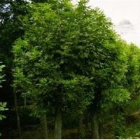 速生白蠟、白蠟、冀鑫(多圖)