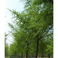 山東銀杏樹價格查詢|山東銀杏樹價格|鑫苑銀杏(多圖)