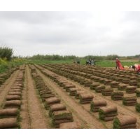 草坪|上海草坪|山東草坪