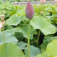 綠荷水生,荷花,荷花種苗價格
