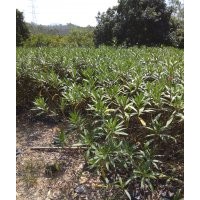 夾竹桃(50-120cm高)