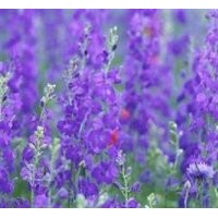 薰衣草批發(fā)_德州薰衣草_愛(ài)萍花卉苗木(多圖)