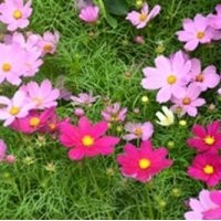 君誠花卉苗木,草花,山東草花