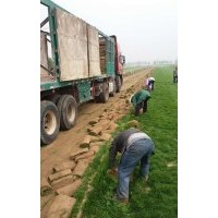 供應(yīng)運(yùn)動(dòng)場(chǎng)草坪百斯特草坪