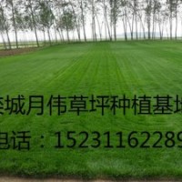 冬季草坪管理|草坪銹病的防治|石家莊草坪