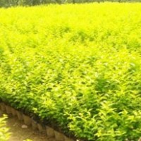 宿遷四秀苗木,宿遷法國(guó)冬青,法國(guó)冬青樹(shù)苗