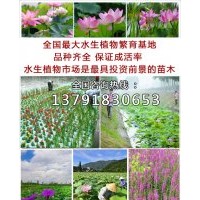 承接水生植物荷花凈水工程_青島永芳水生環(huán)境凈化工程有限公司