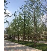 28公分銀杏樹(shù)價(jià)格表_28公分銀杏樹(shù)_興隆銀杏(圖)