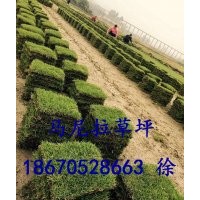 貴州畢節(jié)草坪基地/畢節(jié)馬尼拉草皮供應/畢節(jié)草皮多少錢？