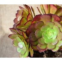 阜新花卉、綠馨花卉、迷你花卉