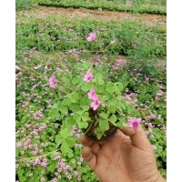 綠化草花醡漿草批發(fā)