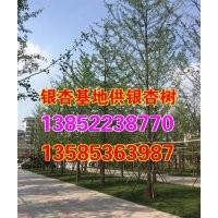 28公分山東銀杏樹價(jià)格_山東銀杏樹價(jià)格_興隆銀杏(圖)