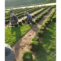 馬尼拉草皮卷草 草坪