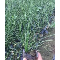 供應(yīng)蔥蘭 蔥蘭品種大全 蔥蘭價(jià)格 蔥蘭圖片 蔥蘭花期