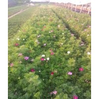 波斯菊花期 波斯菊品種大全 波斯菊?qǐng)D片 波斯菊價(jià)格 波斯菊顏色