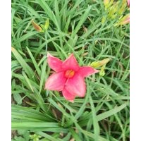 紅運(yùn)萱草批發(fā) 山東紅運(yùn)萱草供應(yīng) 紅運(yùn)萱草圖片 紅運(yùn)萱草價(jià)格 紅